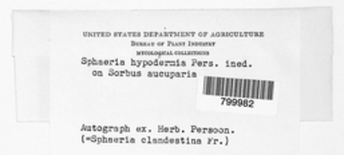 Cryptosporella hypodermia image